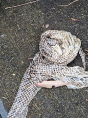 Pseudechis porphyriacus