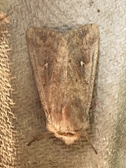 Mythimna albipuncta