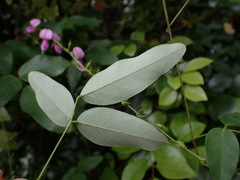 Galactia tenuiflora