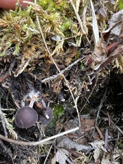 Agaricales