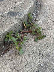 Portulaca oleracea