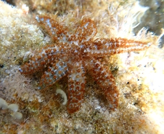 Coscinasterias tenuispina