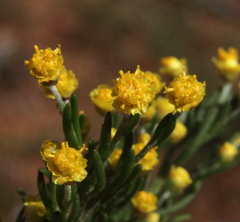 Gilberta tenuifolia
