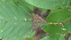 Pucciniastrum areolatum