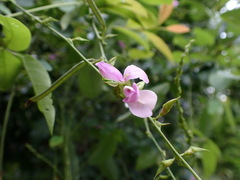 Galactia tenuiflora