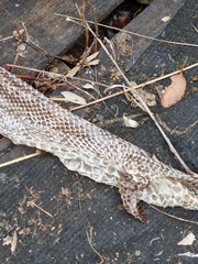 Pseudechis porphyriacus