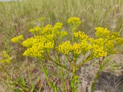 Solidago ohioensis