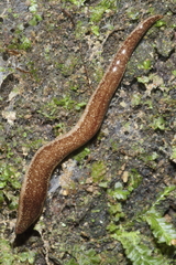 Australopacifica