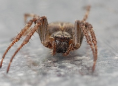 Larinioides ixobolus