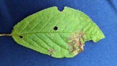 Pucciniastrum areolatum