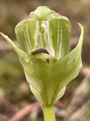 Pterostylis curta