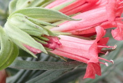 Lobostemon belliformis