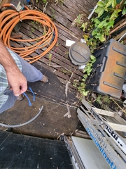 Pseudechis porphyriacus