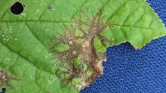Pucciniastrum areolatum