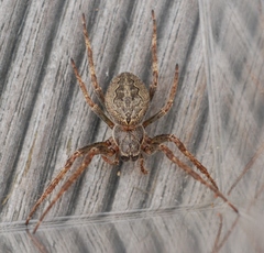 Larinioides ixobolus