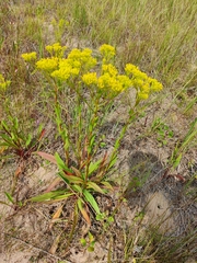 Solidago ohioensis