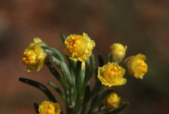 Gilberta tenuifolia