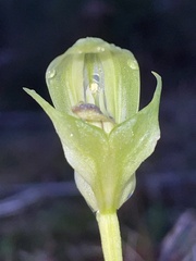 Pterostylis curta