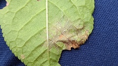 Pucciniastrum areolatum