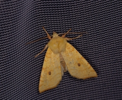 Xanthia icteritia