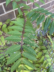 Rhus glabra