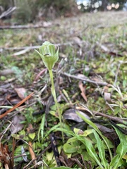 Pterostylis curta