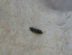 Agraylea multipunctata