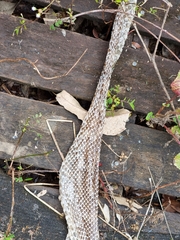 Pseudechis porphyriacus