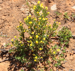 Gilberta tenuifolia