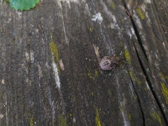 Rhaphigaster nebulosa