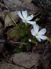Drosera whittakeri