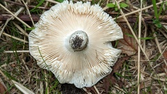 Russula cyanoxantha