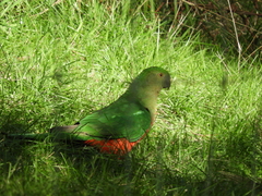 Alisterus scapularis