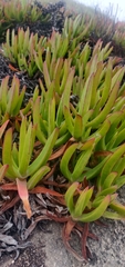 Carpobrotus edulis