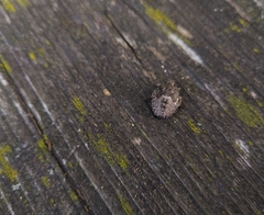 Rhaphigaster nebulosa