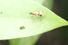 Goryphus basilaris