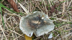Russula cyanoxantha