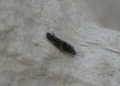 Agraylea multipunctata