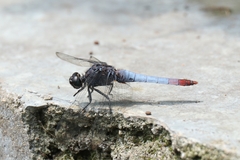 Orthetrum triangulare