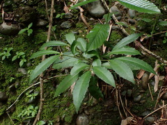 Ardisia cornudentata morrisonensis