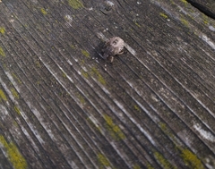 Rhaphigaster nebulosa