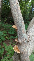 Trametes trogii