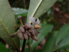 Ardisia cornudentata morrisonensis