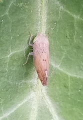 Synophropsis lauri