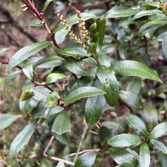 Gaultheria paniculata