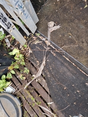 Pseudechis porphyriacus