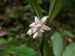 Ardisia cornudentata morrisonensis