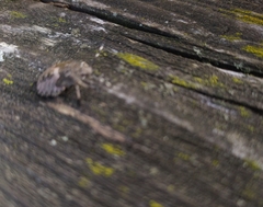 Rhaphigaster nebulosa