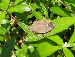 Poecilometis strigatus