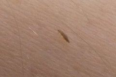Thysanoptera